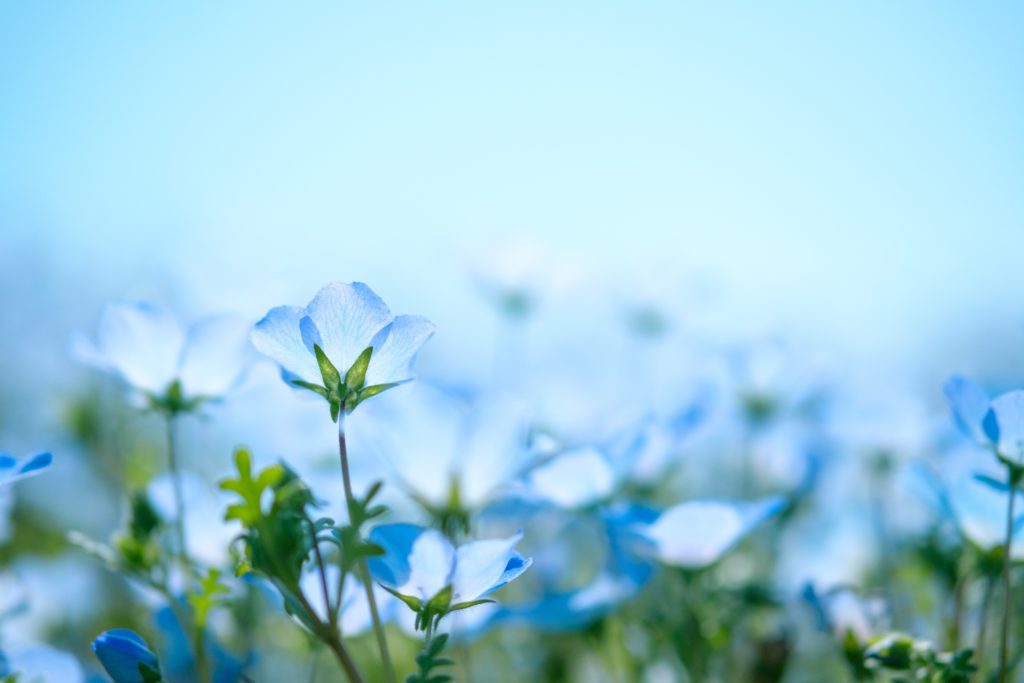 Flax is used to make linen.