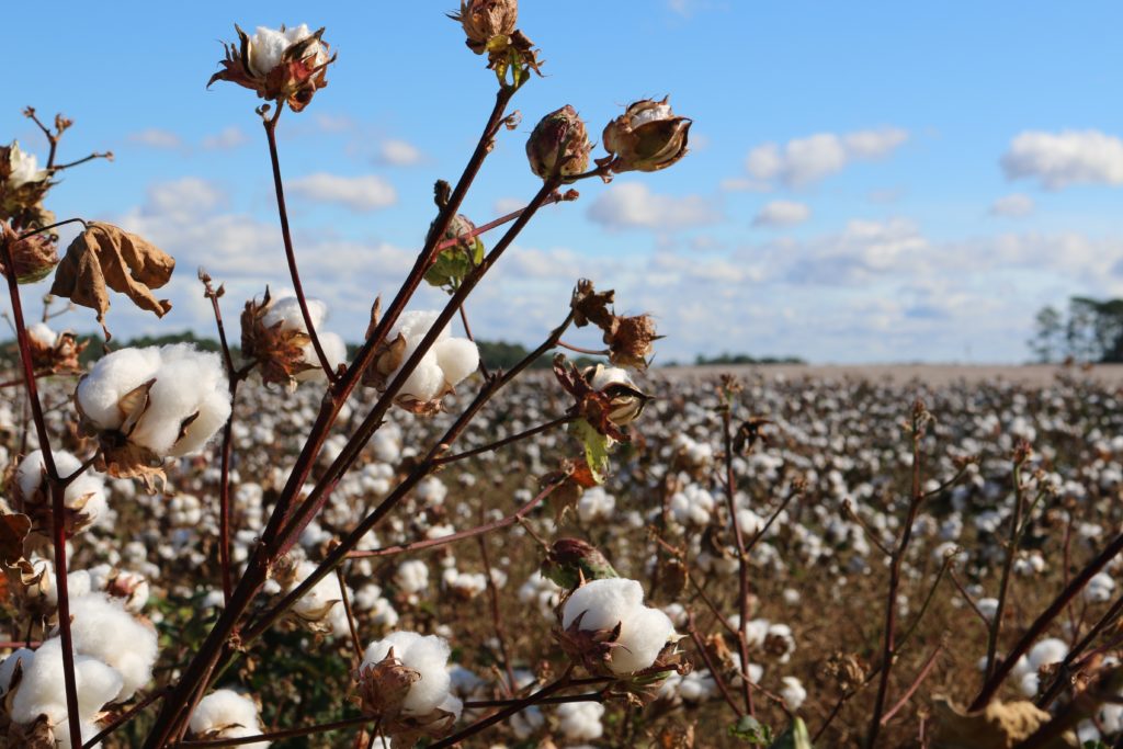 Field of cotton plants growing.