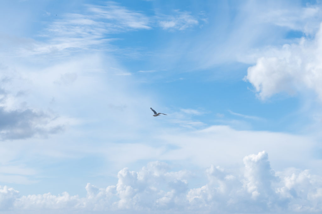 Lone seagull flying free in expanse of blue sky with white fluffy clouds, illustrating freedom and emotional health.
